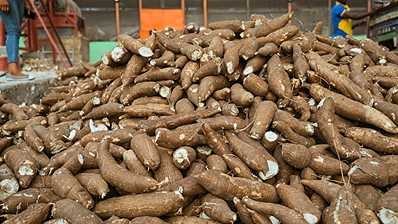 Cassava Cultivation