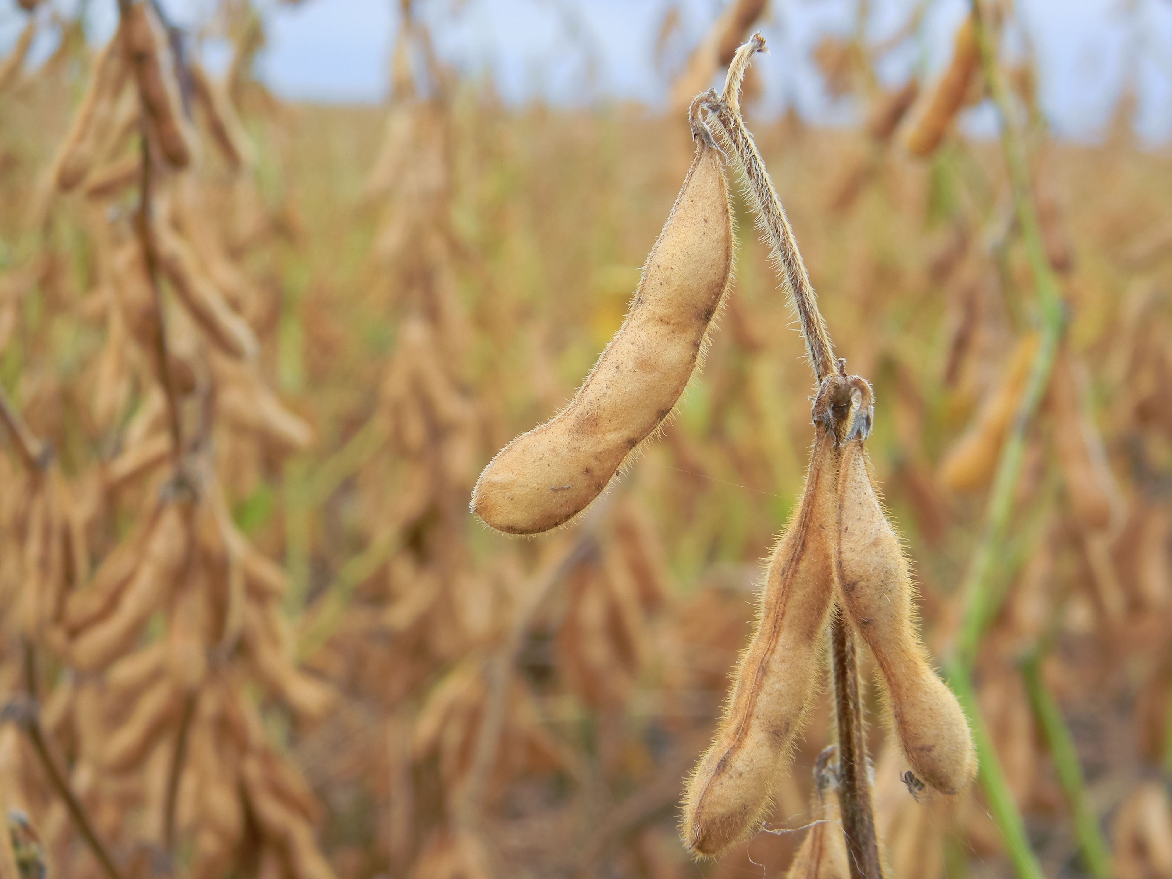 Soya Beans Cultivation